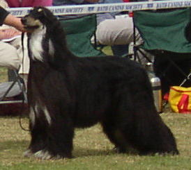 Oscar at Bath Championship show 2004.
